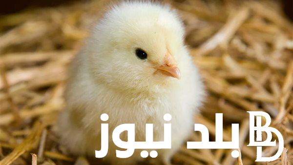 اعرف سعر الكتكوت الأبيض اليوم السابع الثلاثاء 28 نوفمبر 2023 بالشركات