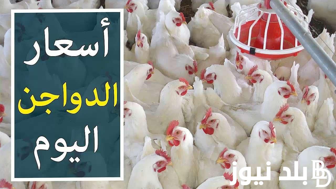 الفرخة بكام؟.. أسعار الدواجن اليوم في مصر الأثنين 26 فبراير 2024 للمستهلك بكام