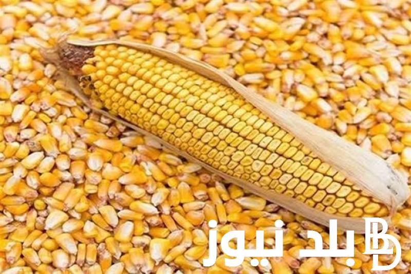 ” الارجنتيني و البرازيلي” سعر طن الذرة الصفراء اليوم الأحد 14 أبريل 2024 في مصر بجميع الأسواق المحلية
