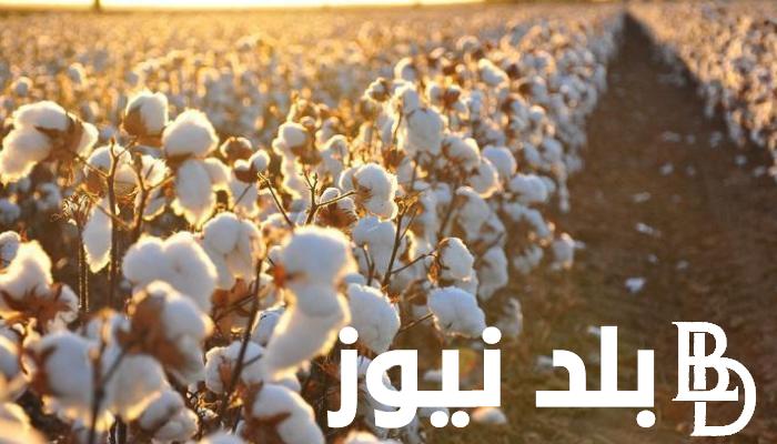 “طويل التيلة” سعر قنطار القطن اليوم الثلاثاء 2 ابريل 2024 للتجار في مصر