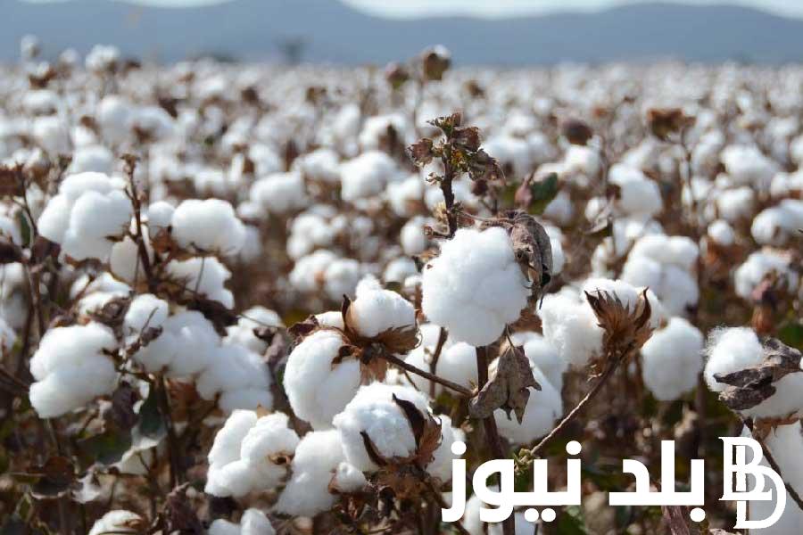 “الذهب الأبيض” سعر قنطار القطن اليوم في مصر بتاريخ 14 مايو 2024 في الأسواق المصرية