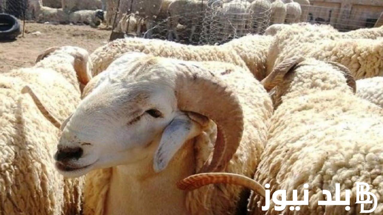 كم اسعار المواشي اليوم السبت 1 يوينو 2024 في محلات الجزارة ومنافذ وزارة الزراعة