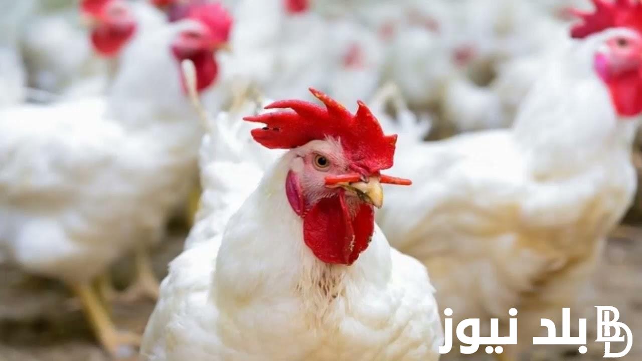 “سعرها طالع نازل” أسعار الدواجن اليوم الخميس 2 مايو 2024 للمُستهلك وفقاً لآخر تحديثات بورصة الدواجن