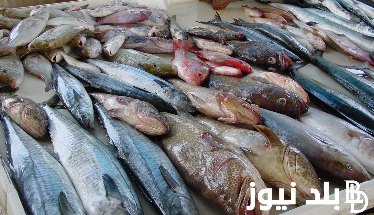 البلطي بـ70 جنيهًا.. أسعار السمك اليوم البلطي الاثنين 20 مايو 2024 في سوق العبور