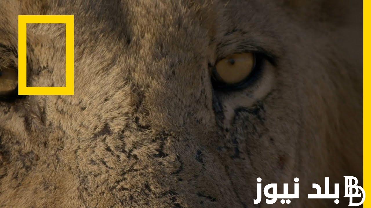 “ثبتها الآن” تردد قناة ناشونال جيوغرافيك 2024 الجديدة علي جميع الأقمار الصناعية لمشاهدة أقوي البرامج الثقافية