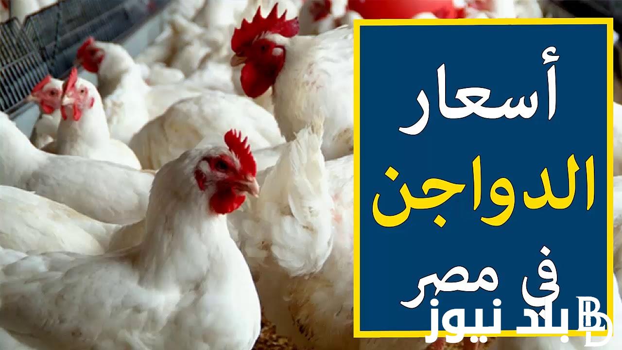 “بلدي وساسو” أسعار الفراخ البيضاء اليوم الآن بتاريخ الأربعاء 5 يونيو 2024