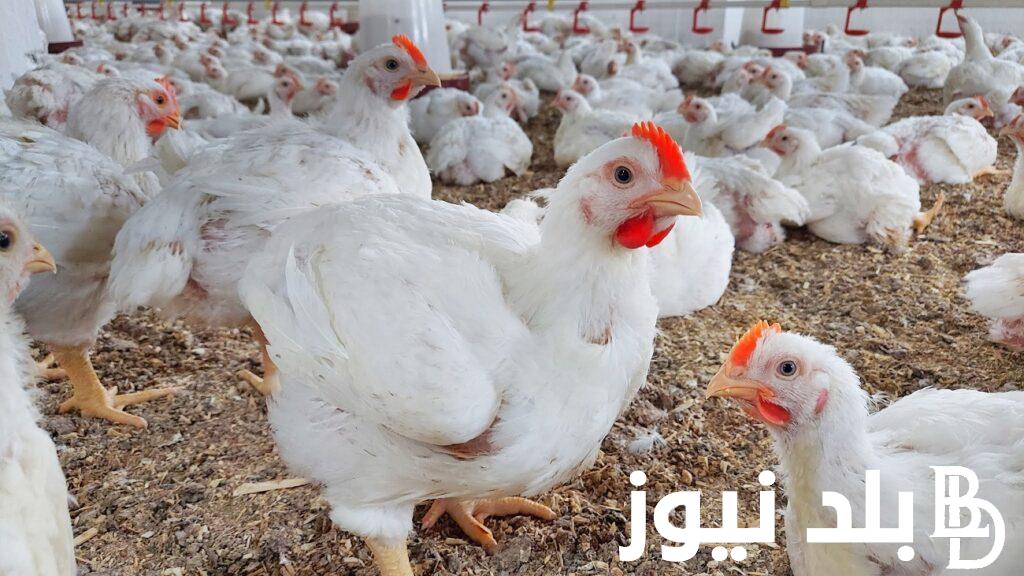 بعد اخر ارتفاع.. بورصة الدواجن اليوم الاحد 30 يونيو 2024 اسعار الفراخ البيضاء والكتاكيت