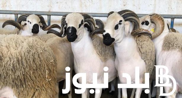المعهد القومي الفلكية بالأردن.. موعد عيد الاضحى 2024 في الاردن و مواعيد الأعياد الدينية