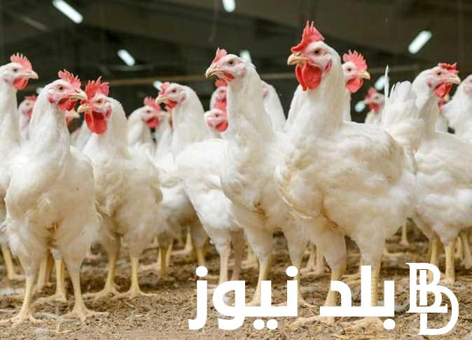 هبوط سعر كيلو الفراخ البيضاء اليوم الخميس 4 يوليو 2024 في بورصة الدواجن الرئيسية