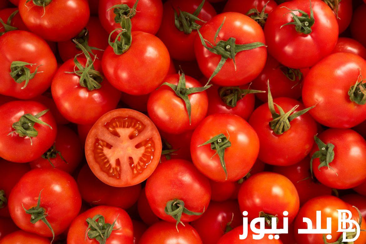 سعر الطماطم اليوم الثلاثاء الموافق 13 أغسطس 2024 في الأسواق المصرية للمستهلك