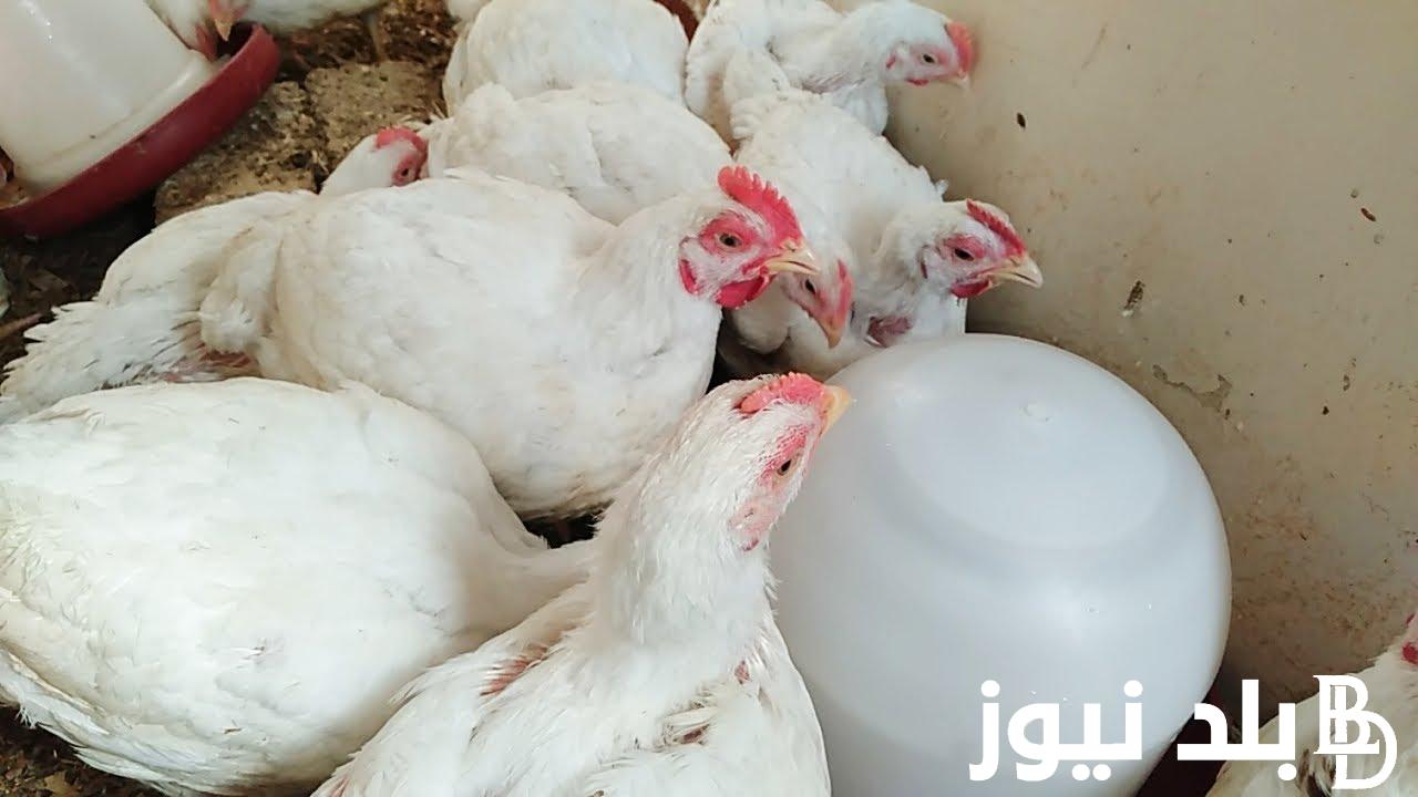 الفراخ البيضاء بكام النهارده؟ سعر الفراخ اليوم السبت الموافق 17 أغسطس 2024 وفقاً لأخر تحديثات بورصات الدواجن المصريه