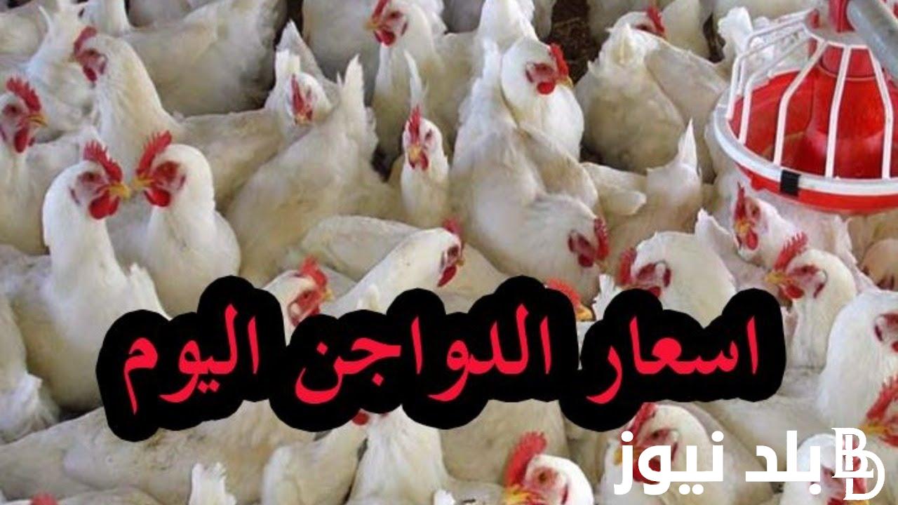 “هاتلك فرخه عشان رخصت” .. أسعار الدواجن البيضاء اليوم الإثنين الموافق 12 أغسطس 2024 بكافة البورصات