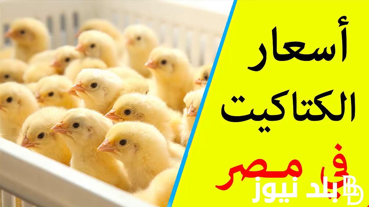 أسعار الكتاكيت اليوم الاربعاء 21 أغسطس 2024 في الأسواق المصرية وبورصة الدواجن