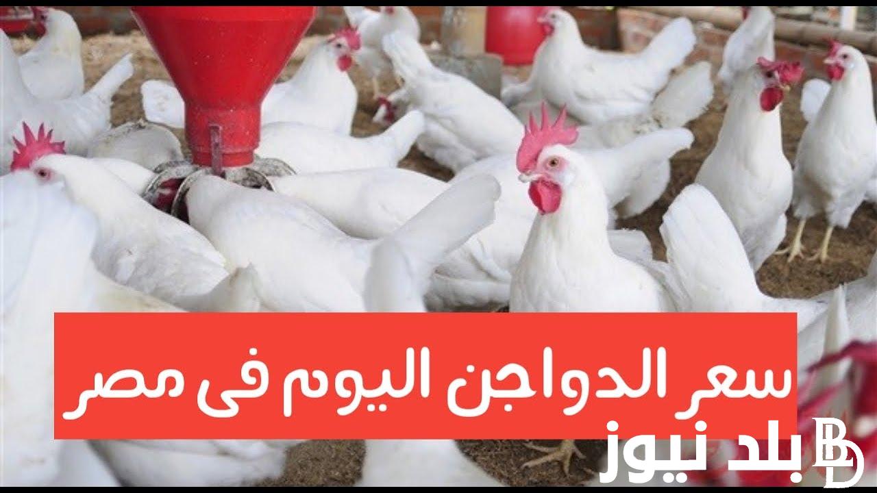 الفراخ على كام؟.. بورصة الدواجن اليوم الفراخ البيضاء الجمعة 23/8/2024 للتجار والسعر للمستهلك