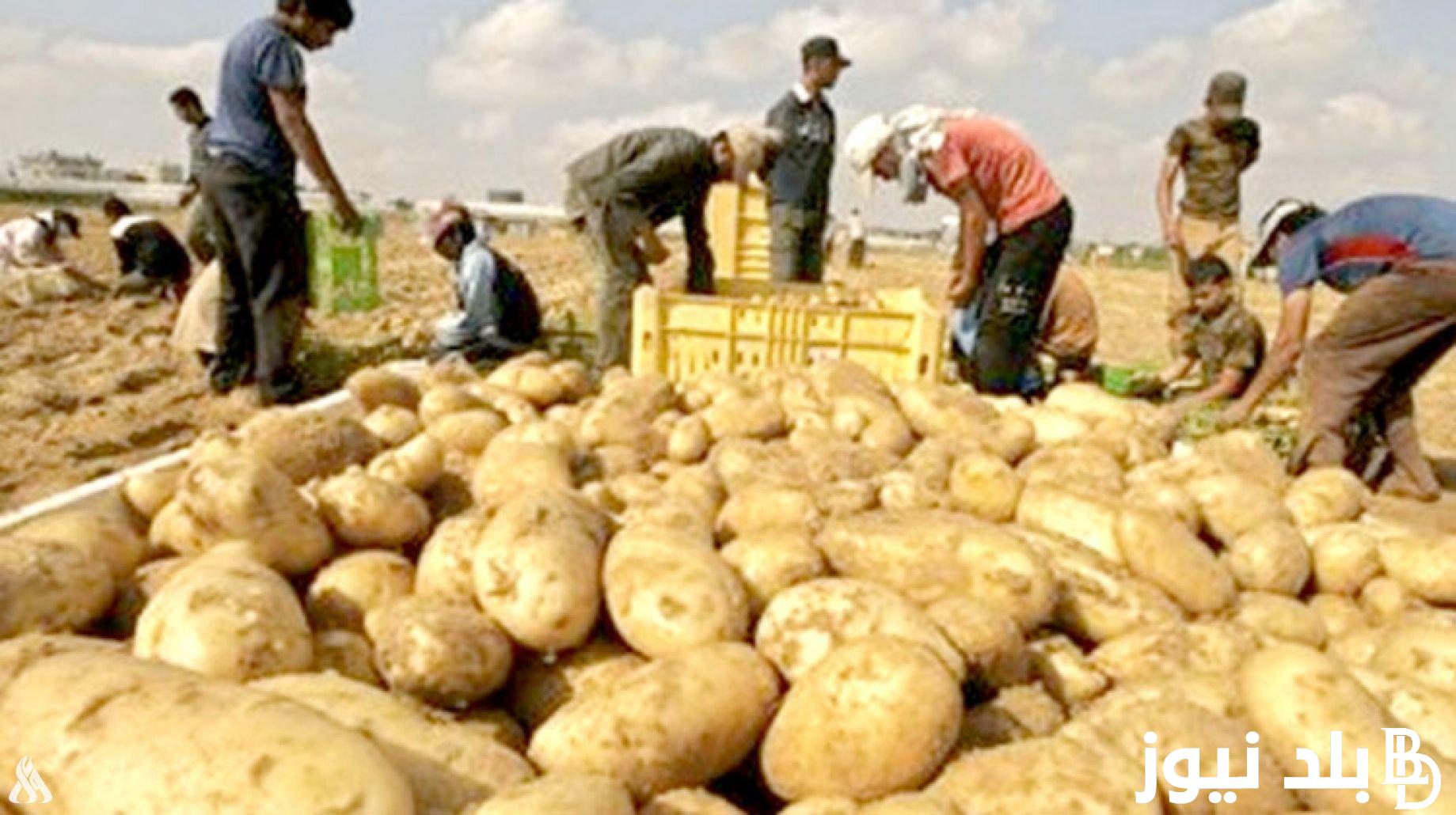 الكيلو علي كام؟.. سعر البطاطس اليوم الخميس 22 أغسطس 2024 في سوق العبور.. وأسعار الخضار والفاكهة للمستهلك