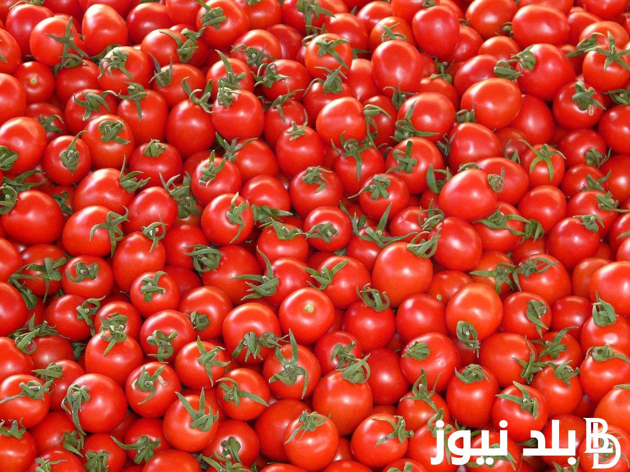 “قفزة جنونية” اسعار الطماطم اليوم الاحد الموافق 2024/9/22 للمستهلكين في سوق العبور