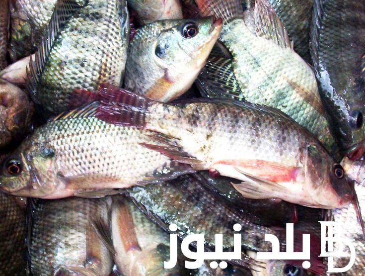 “البلطي بـ 78” أسعار السمك اليوم البلطي الاحد الموافق 2024/9/22 للمستهلكين في الاسواق المصرية