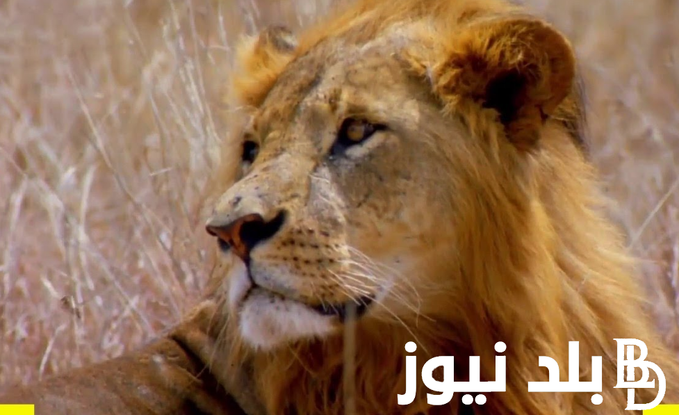 “جولة في الادغال”.. تردد قناة ناشيونال جيوغرافيك الجديد 2024 عبر النايل سات بجودة عالية