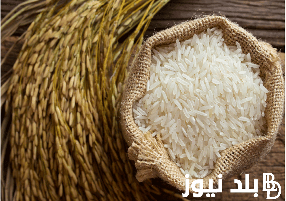 “في موسم الحصاد” سعر طن الأرز الشعير اليوم الاثنين 23 سبتمبر 2024 رفيع وعريض في مصر