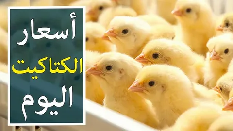 “روزي وساسو” اسعار الكتاكيت البيضاء اليوم الثلاثاء الموافق 2024/9/24 للمستهلك في المحال التجارية