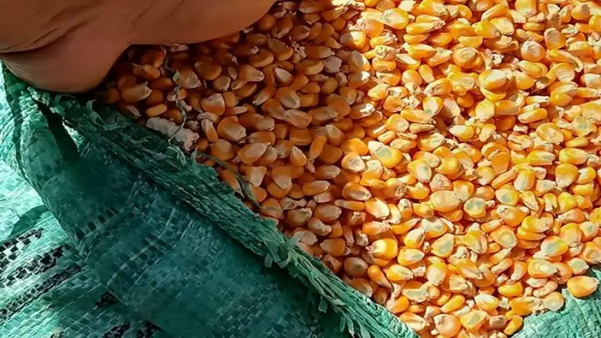 “اصفر وابيض” سعر طن الذرة الصفراء اليوم الاثنين الموافق 2024/9/23 للمستهلكين في المحلات التجارية