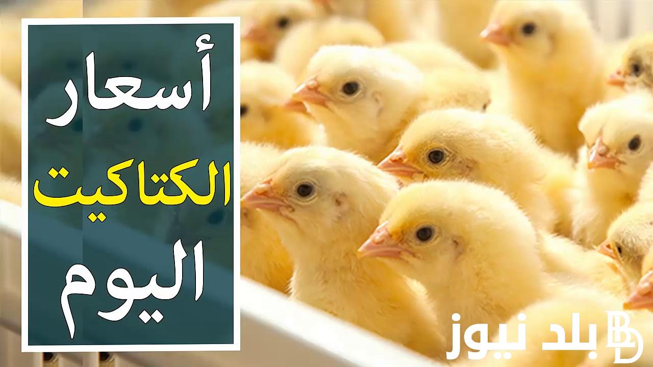 “ساسو وبلدي” اسعار الكتاكيت البيضاء اليوم الاربعاء بتاريخ 2024/9/4 للمستهلكين في المحال التجارية