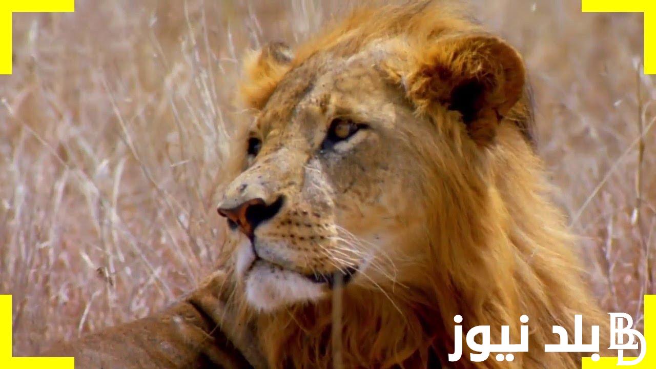 تردد قناة ناشيونال جيوغرافيك 2024 نايل سات National Geographic لمتابعة افضل برامج عالم الحيوان والطبيعة