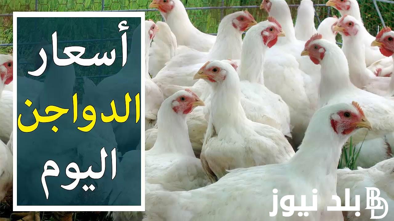 اسعار بورصة الدواجن اليوم الفراخ البيضاء الثلاثاء الموافق 2024/9/24 للمستهلك في المحال التجارية