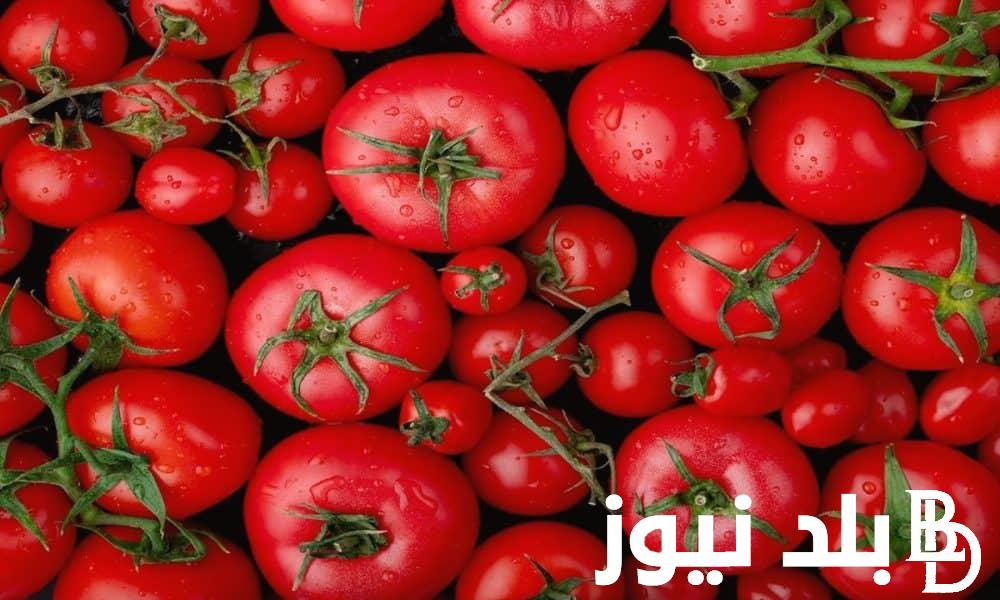 كيلو الطماطم بكام .. اسعار الخضار اليوم الجمعة الموافق 20/9/2024 داخل سوق العبور للمستهلكين وتجار التجزئة