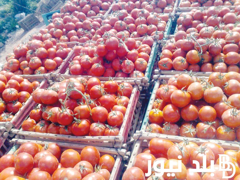 سعر الطماطم اليوم في مصر | أسعار الخضروات في سوق العبور اليوم الخمس 5 سبتمبر 2024
